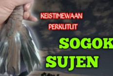 Rahasia Perkutut Sogok Sujen, Burung Katuranggan Langka yang Punya Suara Merdu dan Harga Selangit!