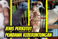 Jenis-Jenis Burung Perkutut Paling Istimewa di Indonesia yang Dianggap Membawa Keberuntungan dan Kharisma