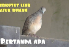 Misteri dan Makna Tersembunyi! Inilah Arti Burung Perkutut Masuk Rumah, Pertanda Baik atau Buruk?