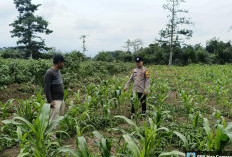 Bhabinkamtibmas Polres Lahat Cek Tanaman Jagung Warga di Desa Partikal Baru, Ini Hasilnya