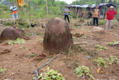 Lumpang Batu Sukamerindu Peninggalan Megalitik Tersembunyi di Perkebunan Selatan Merapi Area, Ini Buktinya