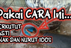 Langsung Nurut! Cara Cepat Menjinakkan Perkutut Lokal – Ini Trik Rahasianya