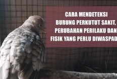 Cara Mendeteksi Burung Perkutut Sakit, Perubahan Perilaku dan Fisik yang Perlu Diwaspadai