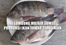 Rekor Baru! OKI Lumbung Mujair Sumsel, Produksi Ikan Tawar Terus Naik