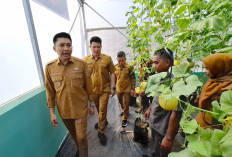 Kelompok Tani di Ogan Ilir Sukses Tanam Melon Kualitas Premium, Bupati Panca Lakukan Panen Perdana