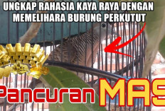 Ungkap Rahasia Kaya Raya dengan Memelihara Burung Perkutut Pancuran Emas