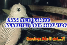 3 Tanda Khusus pada Burung Perkutut Diyakini Memiliki Energi Spiritual, Dipercaya Dapat Melancarkan Rezeki