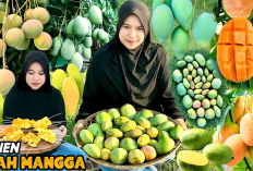 5 Daerah Penghasil Mangga Terbanyak di Sumatera Selatan, Buah Tropis Sejuta Umat