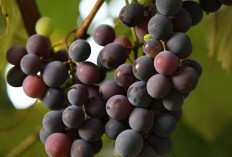 Menjelajahi Daerah Penghasil Anggur Terbanyak di Sumatera Selatan, OKI Jawaranya