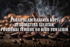 Pagar Alam Rajanya Kopi di Sumatera Selatan, Produksi Tembus 60 Ribu Ton Lebih