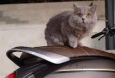 Ikuti Tips Ini Agar Kucing Tidak Mencakar-cakar Jok Motor