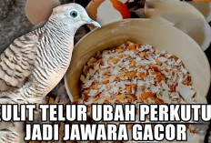 Cara Nyeleneh Tapi Manjur! Kulit Telur Ubah Perkutut Jadi Jawara Gacor
