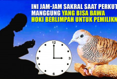 Catat! Ternyata Ini Jam-Jam Sakral Saat Perkutut Manggung yang Bisa Bawa Hoki Berlimpah untuk Pemiliknya