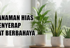 Bersihkan Udara Tanpa Mesin! 6 Tanaman Hias Penyerap Zat Berbahaya yang Bikin Rumah Lebih Sehat dan Estetik