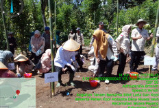 GACOR! Tanam Bibit Lada 22 Ribu dan Panen Kopi Robusta, Anthoni: Hasilkan Produk Unggulan Bantu Ekonomi Rakyat