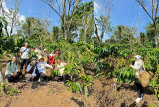 LUAR BIASA, Satu Batang Kopi Hasilkan 10 Kg Cherry dan 3 Kg Green Bean, Ini Kata Kadisbun Lahat