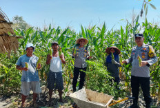 Wujud Dukungan Nyata Program Ketahanan Pangan, Polsek Rantau Alai Panen Jagung Manis