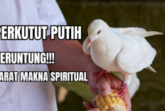 Pelihara Burung Perkutut Putih Dipercaya Bawa Keberuntungan dan Sarat Makna Spiritual