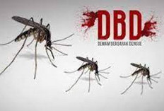 Waspada! Demam Berdarah Dengue Mengintai, Pastikan Lingkungan Tetap Bersih