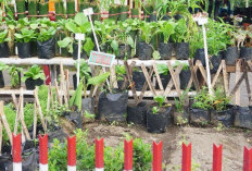 Warga Diajak Manfaatkan Pekarangan Rumah dengan Toga atau Sayur Mayur