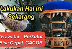 Rahasia Sukses Burung Perkutut Semakin Gacor dan Rajin Manggung Terkuak, Dijamin Auto Juara Kontes Kicau