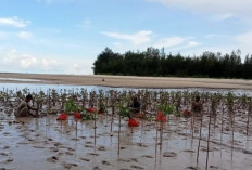 Srikandi PLN UIP Sumbagsel Monitoring Penanaman Pohon Mangrove di Desa Wisata Sungsang IV