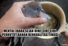 Mental Juara Sejak Dini! Ciri-Ciri Perkutut Bahan Berkualitas Tinggi