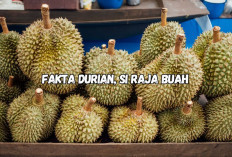 5 Fakta Durian, Raja Buah dari Daerah Tropis yang Bikin Nagih