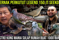 Top 5 Jenis Perkutut Termahal dan Paling Langka, Apakah Perkutut Rondo Semoyo Masuk Daftarnya?