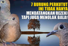 Kenali Ciri-cirinya! 7 Burung Perkutut Ini Tidak Hanya Mendatangkan Rezeki, Tapi Juga Menolak Bala!