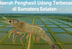 Bukan Palembang, Inilah 4 Daerah Penghasil Udang Terbesar di Sumsel, Desa Tua Tersembunyi Jadi Rajanya!