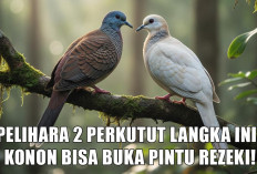 Mau Jadi Sultan Kaya Raya? Pelihara 2 Perkutut Langka Ini, Konon Bisa Buka Pintu Rezeki!