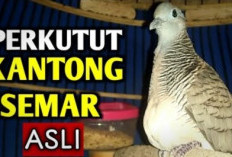 Siap-Siap Dikejar Rejeki! Tuah Perkutut Kantong Semar Bisa Buka Gerbang Keberuntungan dari Semua Penjuru