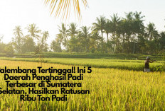 Palembang Tertinggal! Ini 5 Daerah Penghasil Padi Terbesar di Sumatera Selatan, Hasilkan Ratusan Ribu Ton Padi