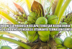 Indonesia Produsen Kelapa Terbesar Kedua Dunia, Ini 10 Provinsi Penghasil Utamanya Termasuk Sumsel