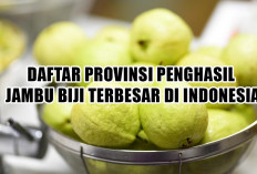 Berapa Produksi Jambu Biji di Indonesia? Ini Daftar Provinsi Teratas