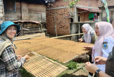 Jadi Daya Tarik Wisata, Kadisbun Lahat Tinjau Tembakau Rokok Asli Buatan Desa Tanjung Beringin