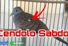 Tuah dan Mitos Perkutut Cendolo Sabdo, Jangan Taruh di Dalam Rumah!