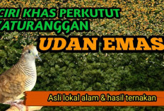 Bukan Cuma Suara Merdu, Perkutut Katuranggan Hujan Emas Katanya Bisa Ngebuka Pintu Rezeki, Ini Ciri-Cirinya!