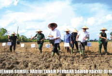 Tanam Perdana Sawah Rakyat di Lumpatan 2, Gubernur Herman Deru Jadikan Muba Episentrum Food Estate Sumsel