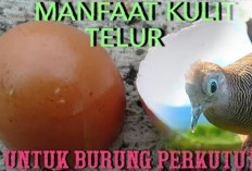 Siapa Sangka? Kulit Telur Biasa, Khasiatnya Luar Biasa untuk Perkutut!