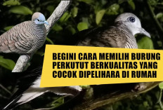 Begini Cara Memilih Burung Perkutut Berkualitas yang Cocok Dipelihara di Rumah, Jangan Sampai Salah Pilih Ya!