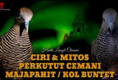 Karisma Perkutut Cemani Kol Buntet: Burung Hitam Eksotis yang Diyakini Punya Daya Magis dan Penolak Bala