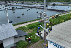 Perusahaan Tambak Udang di Maluku Berhasil Efisiensi Rp123 Juta Lebih per Hari Berkat Listrik PLN