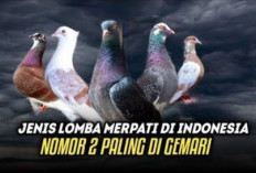 Adu Hebat di Udara! Inilah 4 Jenis Perlombaan Burung Merpati Paling Populer di Indonesia