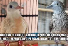 Burung Perkutut Kalung Tepung dan Udan Mas, Simbol Rezeki dan Dipercaya Bikin Tajir Melintir