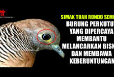 Simak Tuah Rondo Semoyo, Burung Perkutut yang Dipercaya Membantu Melancarkan Bisnis dan Membawa Keberuntungan