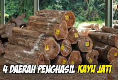 Pilihan Para Eksportir! Mengintip 4 Sentra Utama Kayu Jati Terbanyak dan Paling Unggul di Indonesia