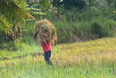 Panen Raya di OKU Timur, Harga Gabah Tidak Sesuai Ekspektasi Petani