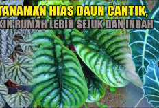 Sedap di Pandang! 5 Tanaman Hias Daun Cantik, Bikin Rumah Lebih Sejuk dan Indah